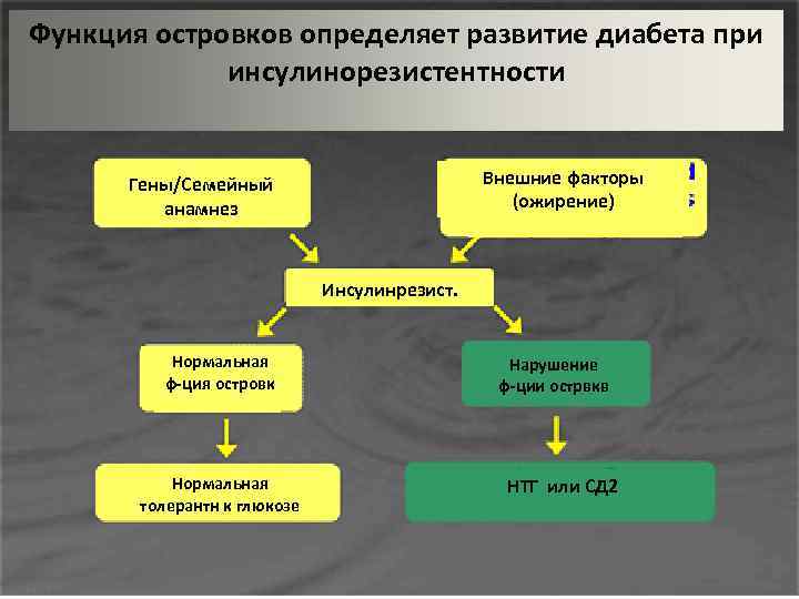 Функция островков определяет развитие диабета при инсулинорезистентности Внешние факторы (ожирение) Гены/Семейный анамнез Инсулинрезист. Нормальная