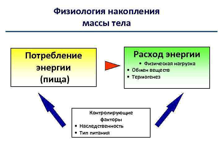 Физиология накопления массы тела Потребление энергии (пища) Расход энергии • Физическая нагрузка • Обмен