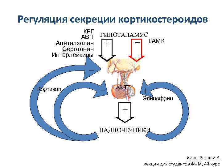 Схема регуляции синтеза и секреции кортизола