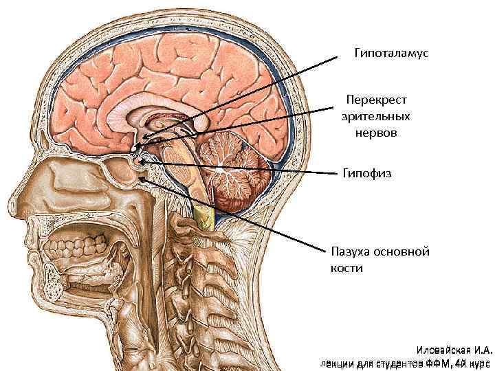 Где Находится Гипоталамус У Человека Фото –Telegraph