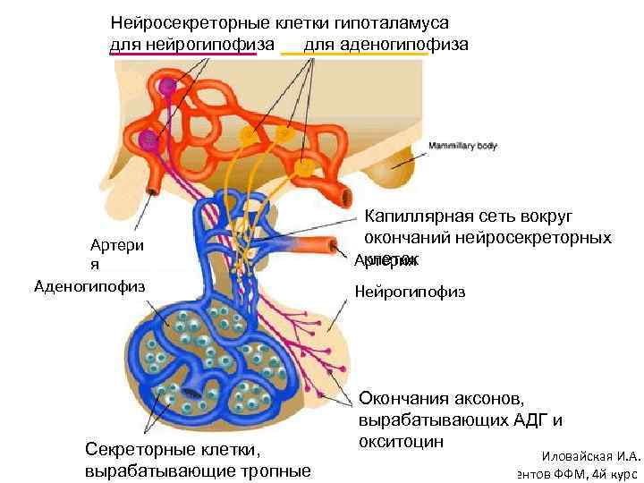 Гипоталамо гипофизарная система гистология рисунок