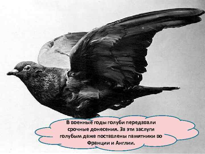 В военные годы голуби передавали срочные донесения. За эти заслуги голубым даже поставлены памятники