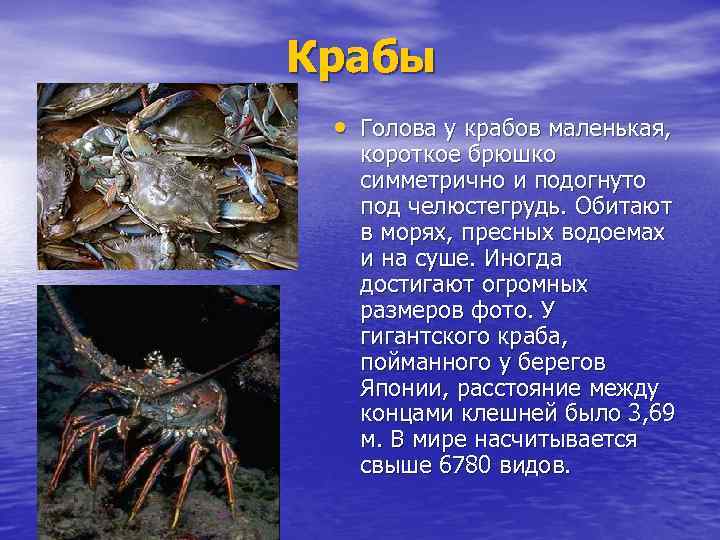 Крабы • Голова у крабов маленькая, короткое брюшко симметрично и подогнуто под челюстегрудь. Обитают