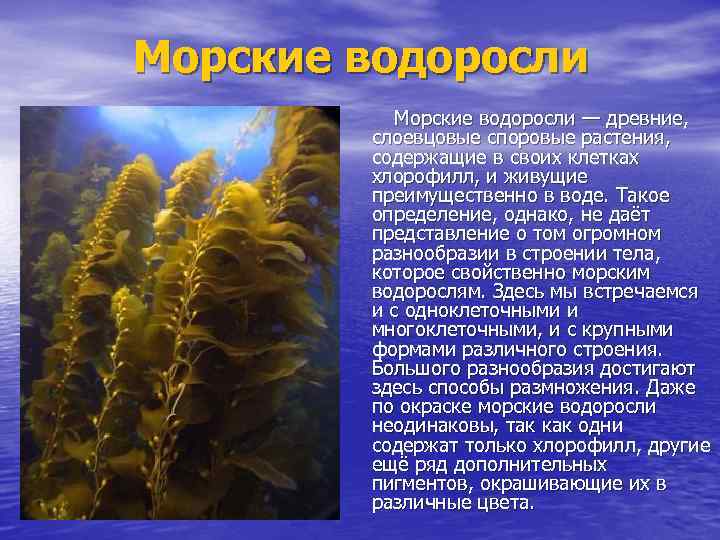 Морские водоросли — древние, слоевцовые споровые растения, содержащие в своих клетках хлорофилл, и живущие