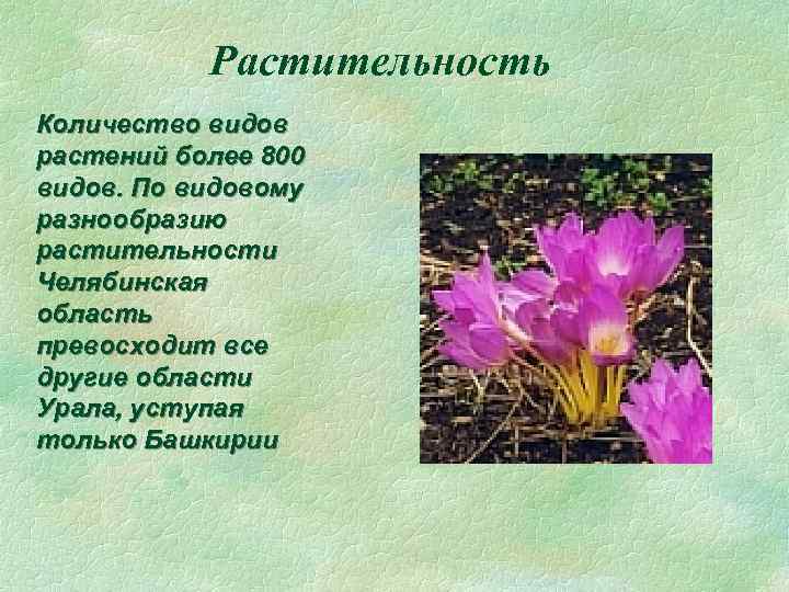 Растительность Количество видов растений более 800 видов. По видовому разнообразию растительности Челябинская область превосходит