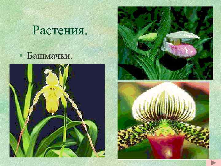 Растения. § Башмачки. 