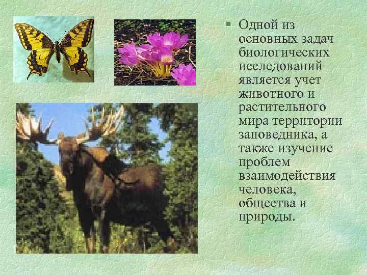 § Одной из основных задач биологических исследований является учет животного и растительного мира территории