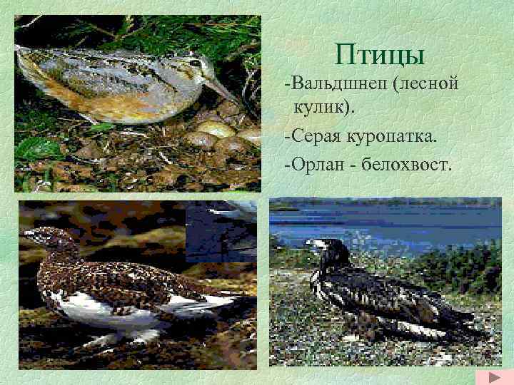 Птицы -Вальдшнеп (лесной кулик). -Серая куропатка. -Орлан - белохвост. 