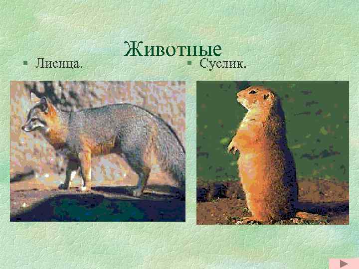 § Лисица. Животные § Суслик. 