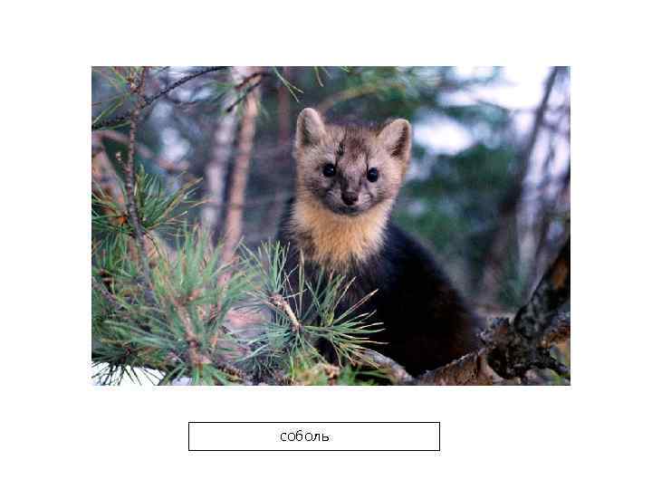 соболь 