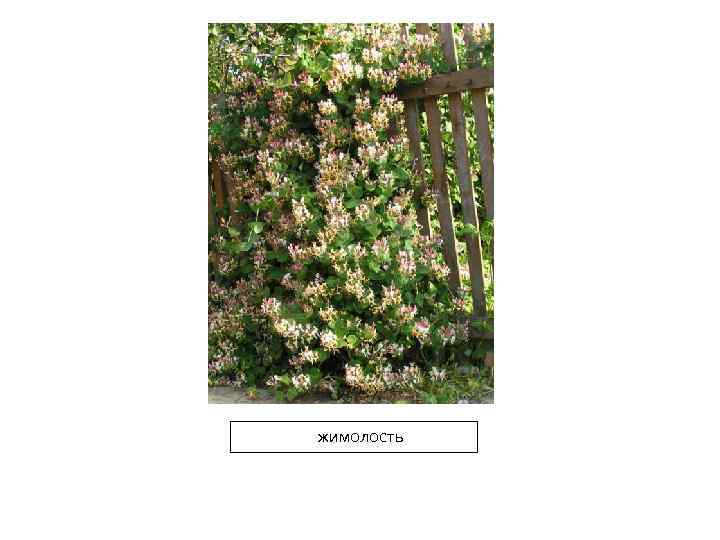 жимолость 