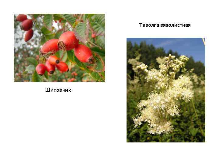 Таволга вязолистная Шиповник 