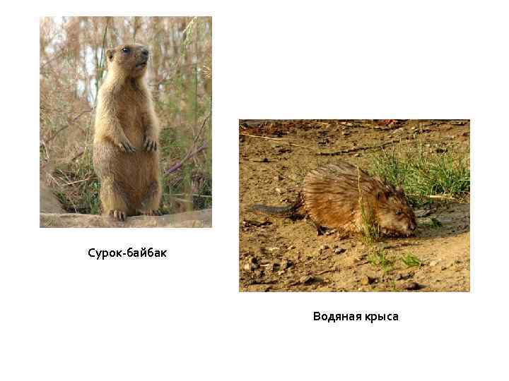 Сурок-байбак Водяная крыса 