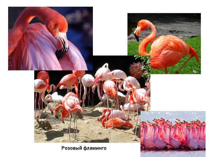 Розовый фламинго 