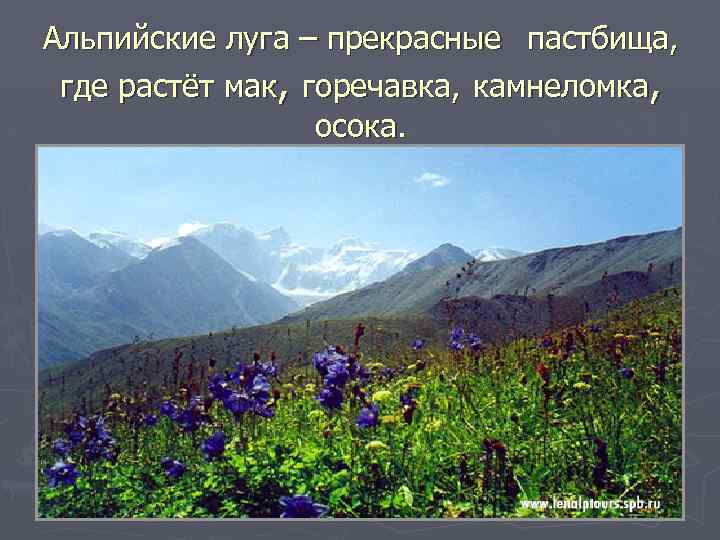 Альпийские луга – прекрасные пастбища, где растёт мак, горечавка, камнеломка, осока. 