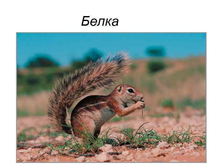 Белка 