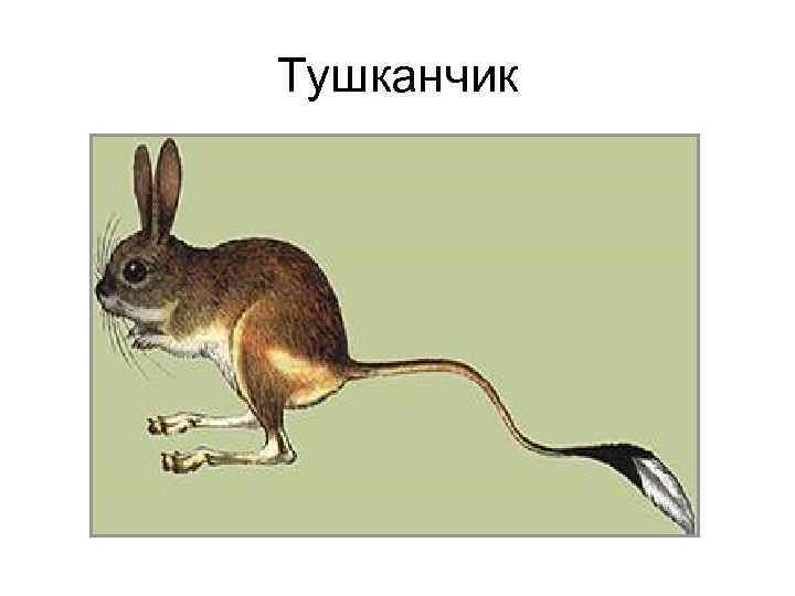 Тушканчик 