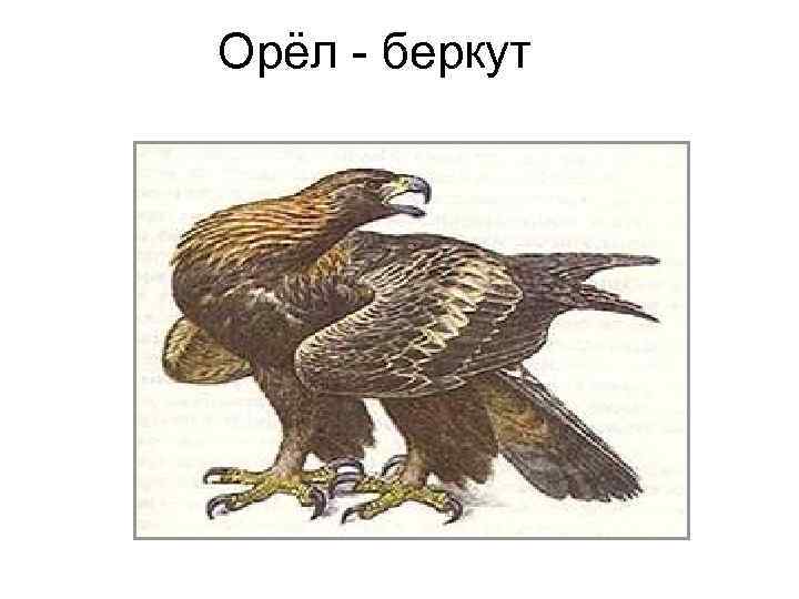 Орёл - беркут 