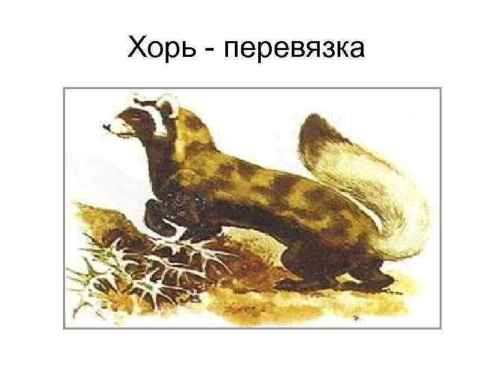 Хорь - перевязка 