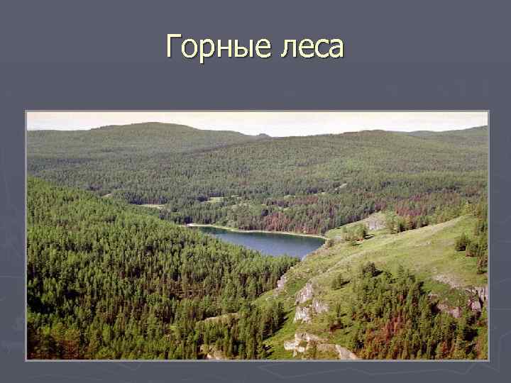 Горные леса 