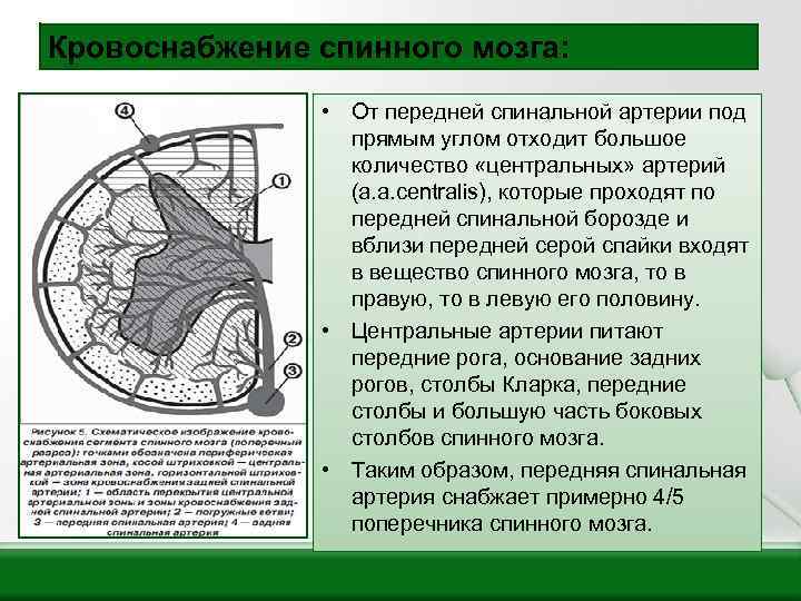 Кровоснабжение спинного мозга схема