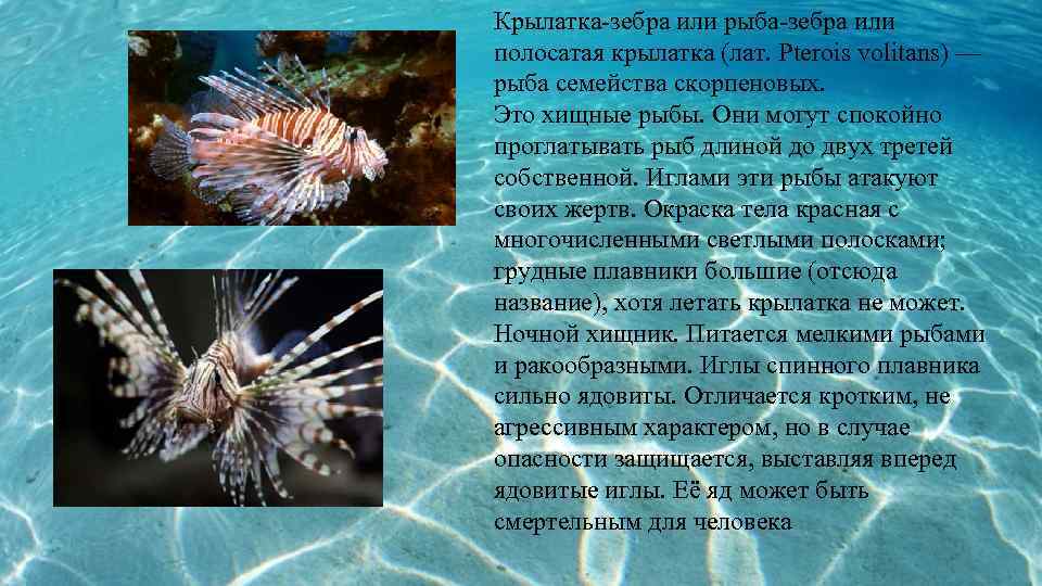 Крылатка-зебра или рыба-зебра или полосатая крылатка (лат. Pterois volitans) — рыба семeйства скорпеновых. Это