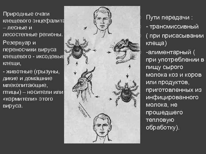 Природные очаги клещевого энцефалита – лесные и лесостепные регионы. Резервуар и переносчики вируса клещевого