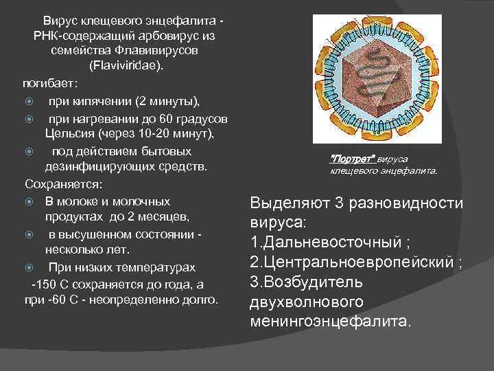  Вирус клещевого энцефалита - РНК-содержащий арбовирус из семейства Флавивирусов (Flaviviridae). погибает: при кипячении