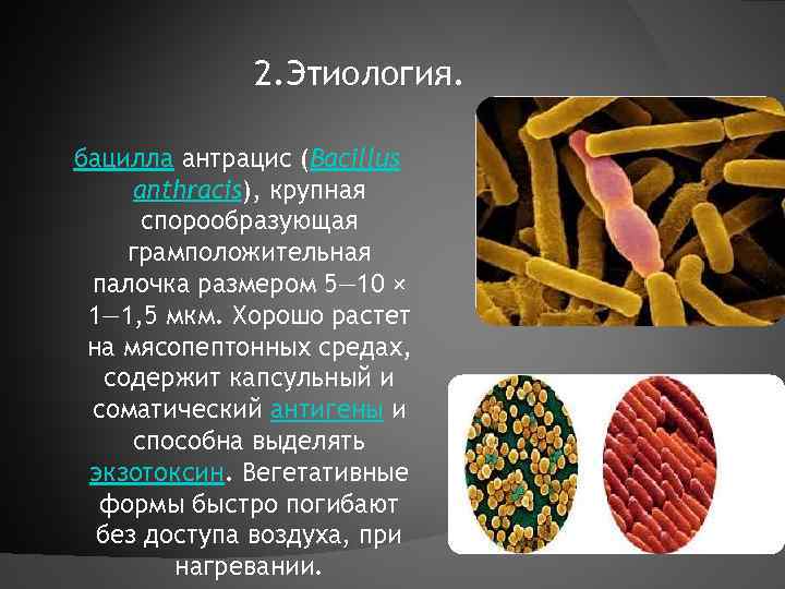 2. Этиология. бацилла антрацис (Bacillus anthracis), крупная спорообразующая грамположительная палочка размером 5— 10 ×