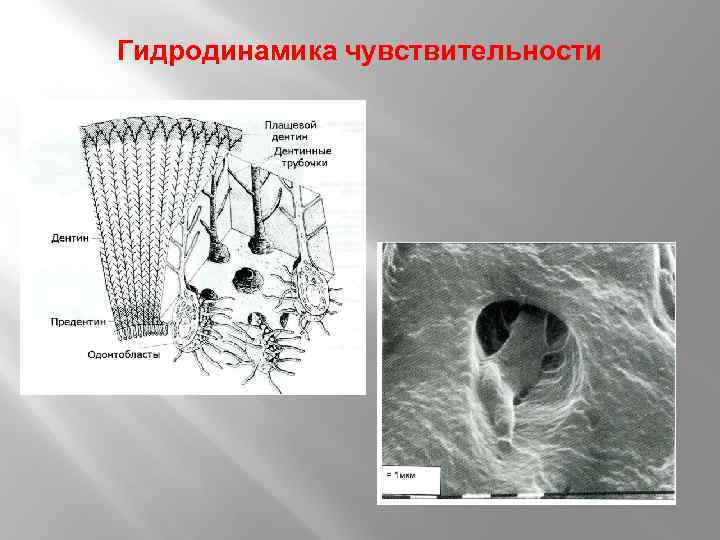 Гидродинамика чувствительности 