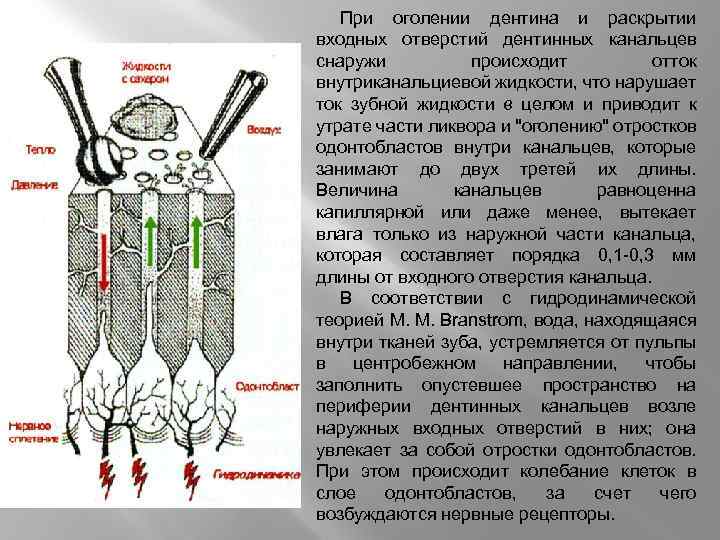 При оголении дентина и раскрытии входных отверстий дентинных канальцев снаружи происходит отток внутриканальциевой жидкости,