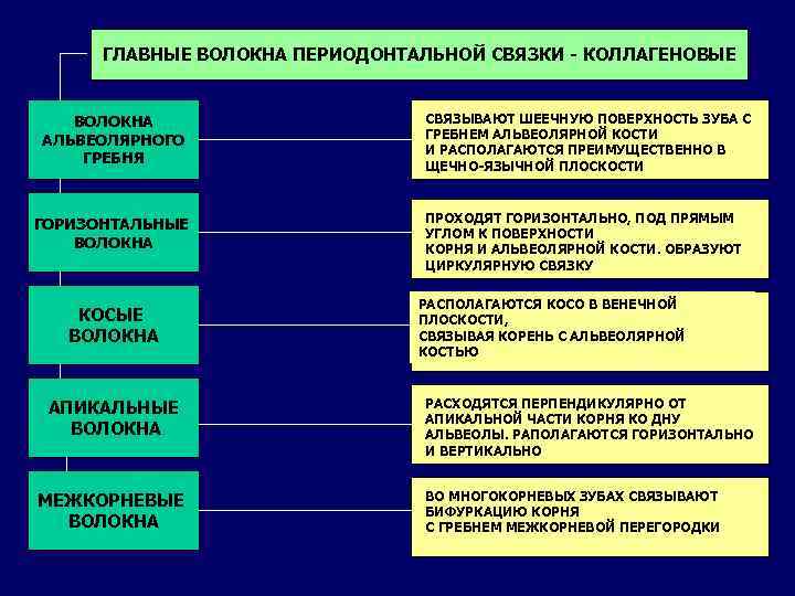 ГЛАВНЫЕ ВОЛОКНА ПЕРИОДОНТАЛЬНОЙ СВЯЗКИ - КОЛЛАГЕНОВЫЕ ВОЛОКНА АЛЬВЕОЛЯРНОГО ГРЕБНЯ ГОРИЗОНТАЛЬНЫЕ ВОЛОКНА КОСЫЕ ВОЛОКНА АПИКАЛЬНЫЕ