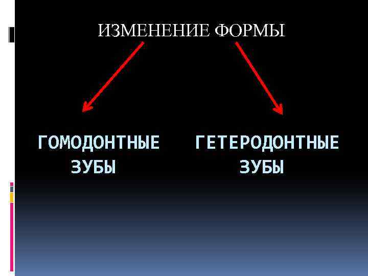 ИЗМЕНЕНИЕ ФОРМЫ ГОМОДОНТНЫЕ ЗУБЫ ГЕТЕРОДОНТНЫЕ ЗУБЫ 