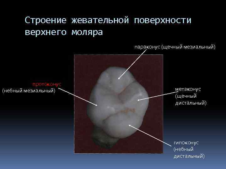 Строение жевательной поверхности верхнего моляра параконус (щечный мезиальный) протоконус (небный мезиальный) метаконус (щечный дистальный)