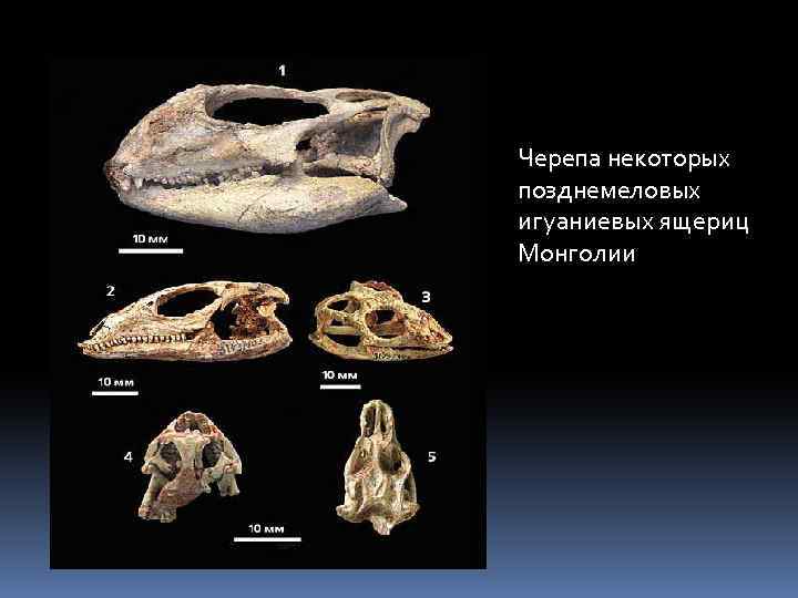 Черепа некоторых позднемеловых игуаниевых ящериц Монголии 