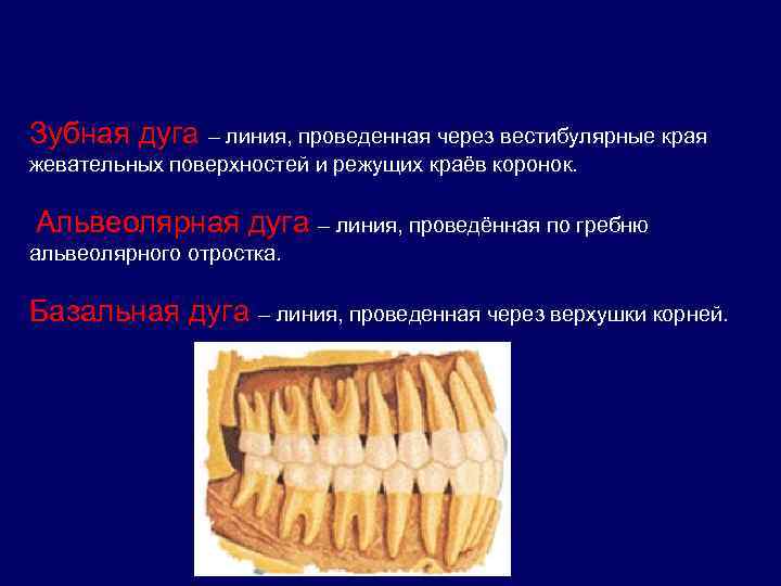 Зубная дуга – линия, проведенная через вестибулярные края жевательных поверхностей и режущих краёв коронок.