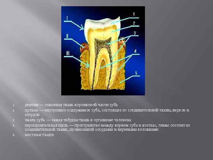 1. 2. 3. 4. 5. дентин — основная ткань коронковой части зуба пульпа —