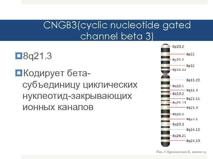 CNGB 3(cyclic nucleotide gated channel beta 3) 8 q 21. 3 Кодирует бетасубъединицу циклических