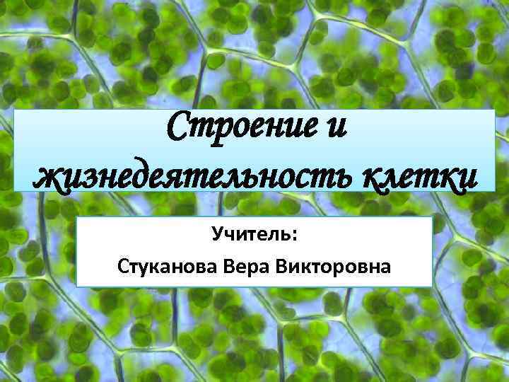 Строение и жизнедеятельность клетки. Жизнедеятельность клетки питание 5 класс. Строение и жизнедеятельность клетки 5 класс 5ласс. 10 Класс презентация строение и жизнедеятельность клетки.