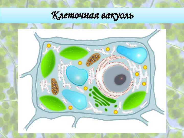 Клеточная вакуоль 
