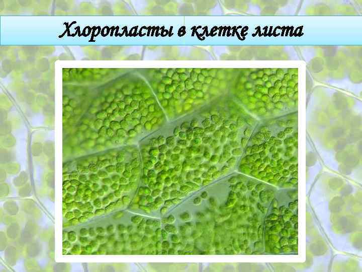 Хлоропласты в клетке листа 