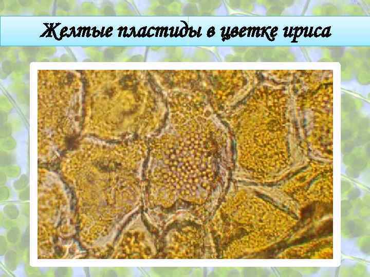 Желтые пластиды в цветке ириса 