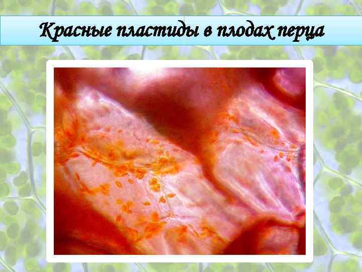 Красные пластиды в плодах перца 