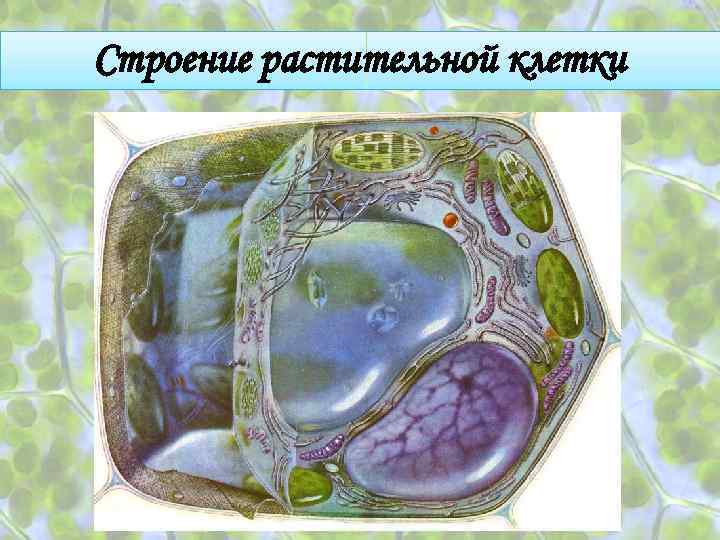 Строение растительной клетки 
