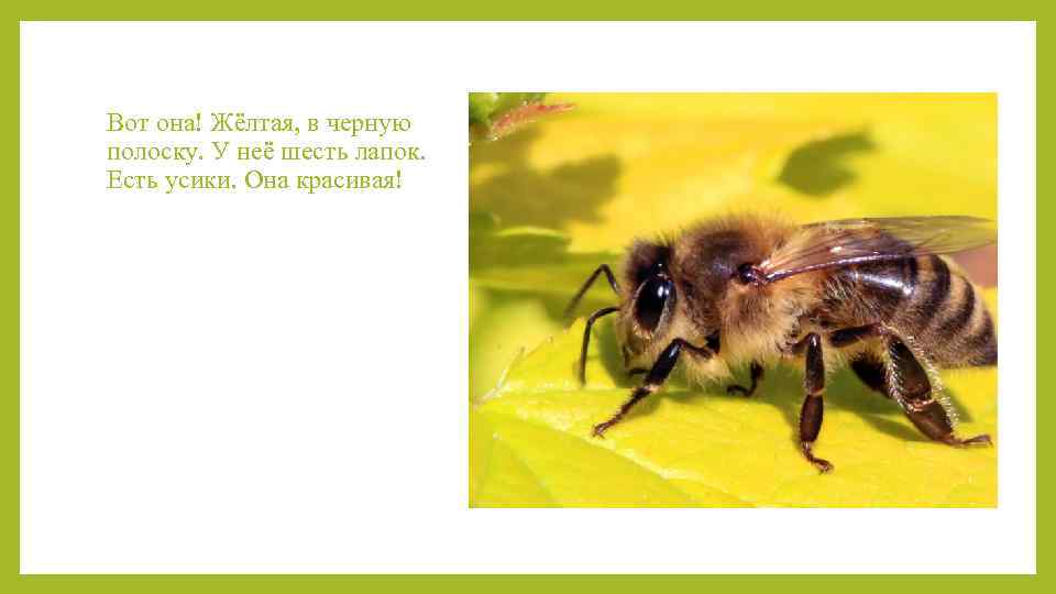 Вот она! Жёлтая, в черную полоску. У неё шесть лапок. Есть усики. Она красивая!