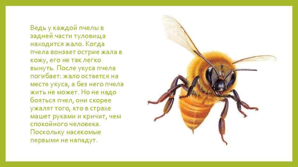 Ведь у каждой пчелы в задней части туловища находится жало. Когда пчела вонзает острие