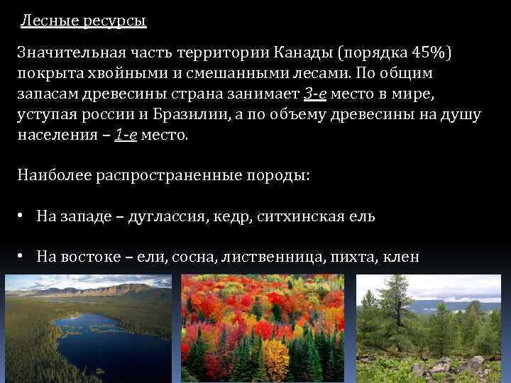 Лесные ресурсы Значительная часть территории Канады (порядка 45%) покрыта хвойными и смешанными лесами. По