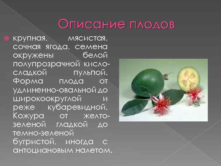 Описание плодов крупная, мясистая, сочная ягода, семена окружены белой полупрозрачной кислосладкой пульпой. Форма плода