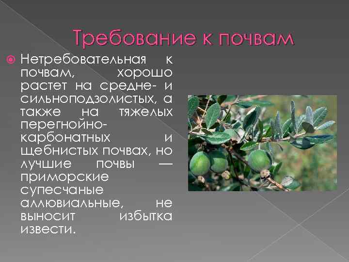 Требование к почвам Нетребовательная к почвам, хорошо растет на средне- и сильноподзолистых, а также