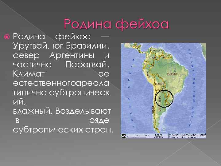 Родина фейхоа — Уругвай, юг Бразилии, север Аргентины и частично Парагвай. Климат ее естественногоареала